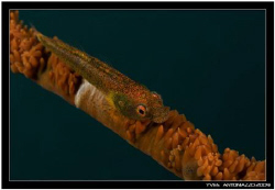 Weird looking whip coral goby not seethrough like the oth... by Yves Antoniazzo 